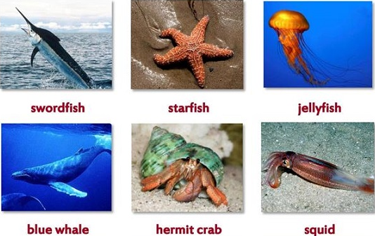 Học từ vựng tiếng Anh theo chủ đề Sea Animals - động vật biển